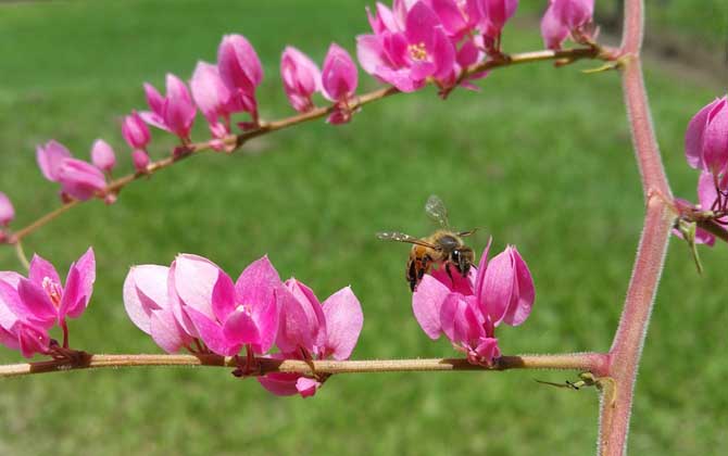 蜜蜂養殖成本