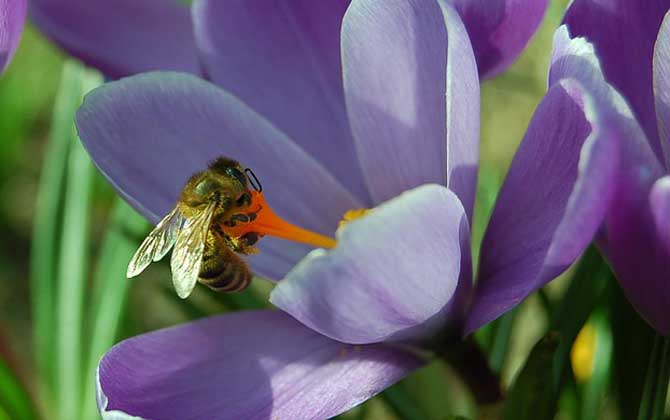 蜜蜂的生物學特性