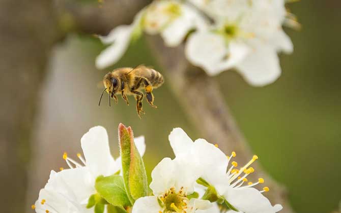 蜜蜂釀蜜