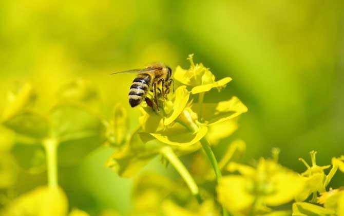 蜜蜂