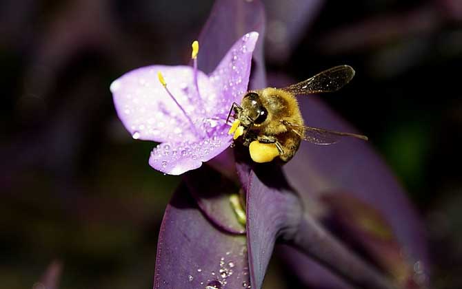 蜜蜂