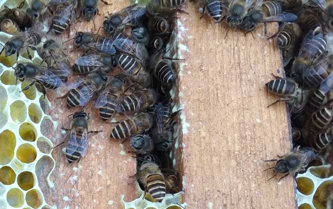 蜜蜂養殖