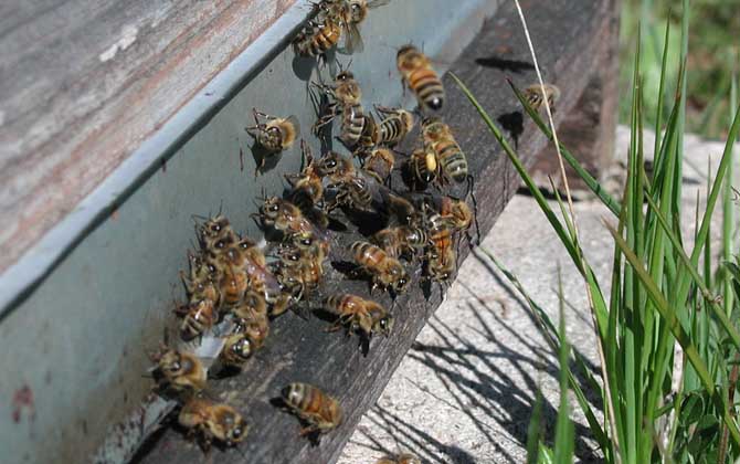 蜜蜂養殖