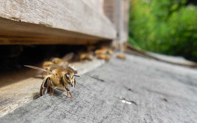 蜜蜂養殖