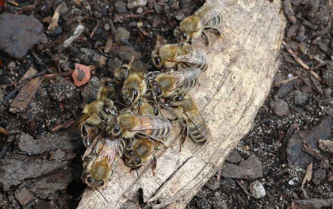 新手養蜂