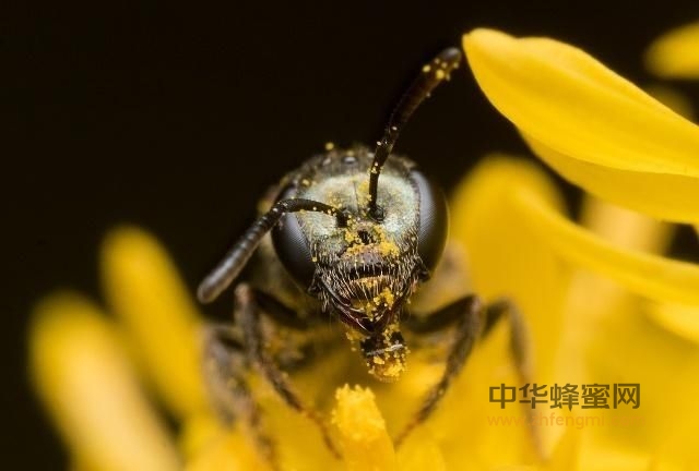 東北黑蜂