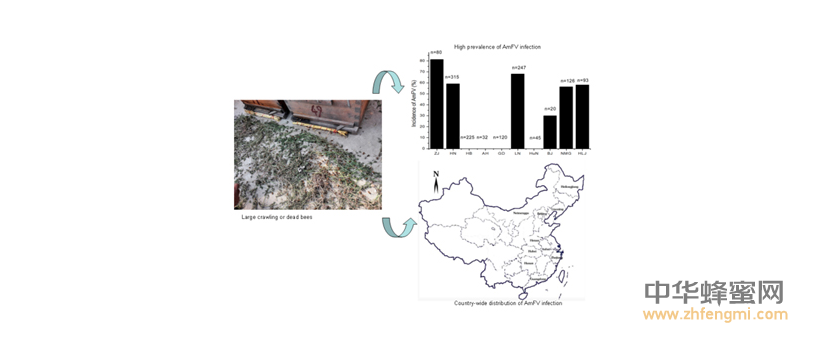 蜜蜂 農科院 蜜蜂所 病蟲害 蜂群