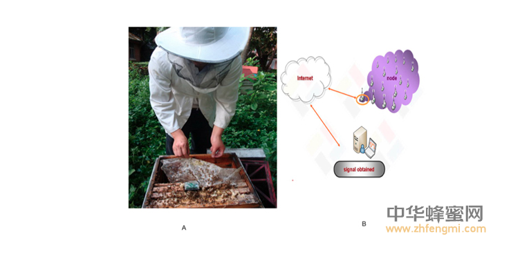 蜜蜂 農科院 蜜蜂所 病蟲害 蜂群