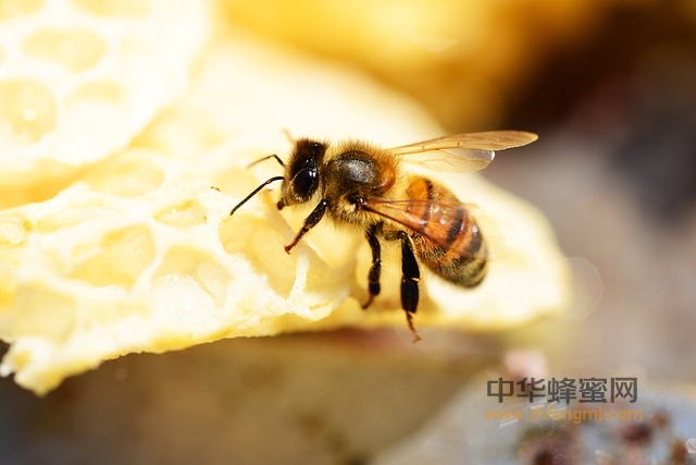 蜂產品 危害性 抗生素