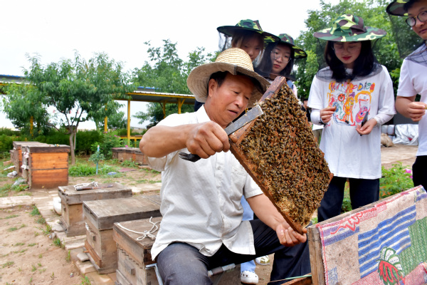 走進蜜蜂王國領略養蜂文化——經濟管理學院“非遺助農產業營銷”指導實踐團走進農戶