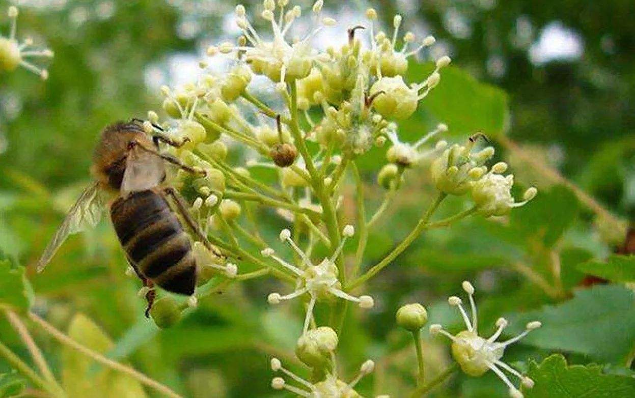 冬季蜜源植物