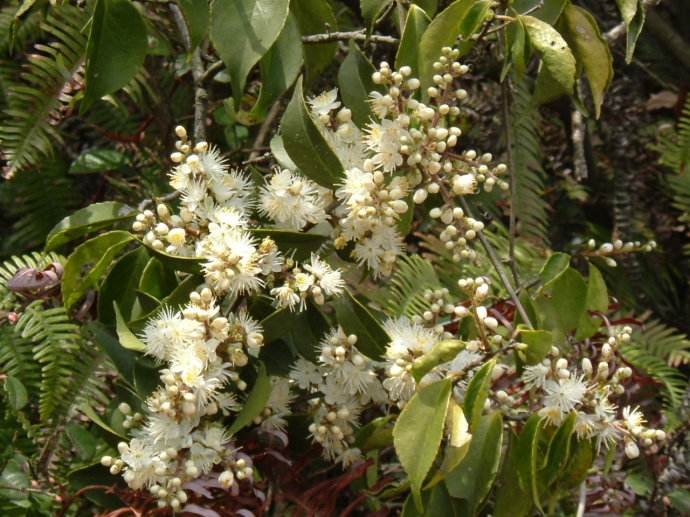 冬季蜜源植物