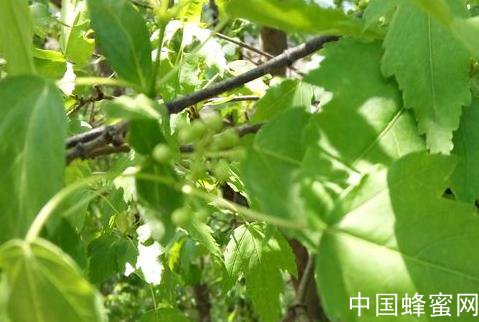 東北常見(jiàn)的野生蜜源植物