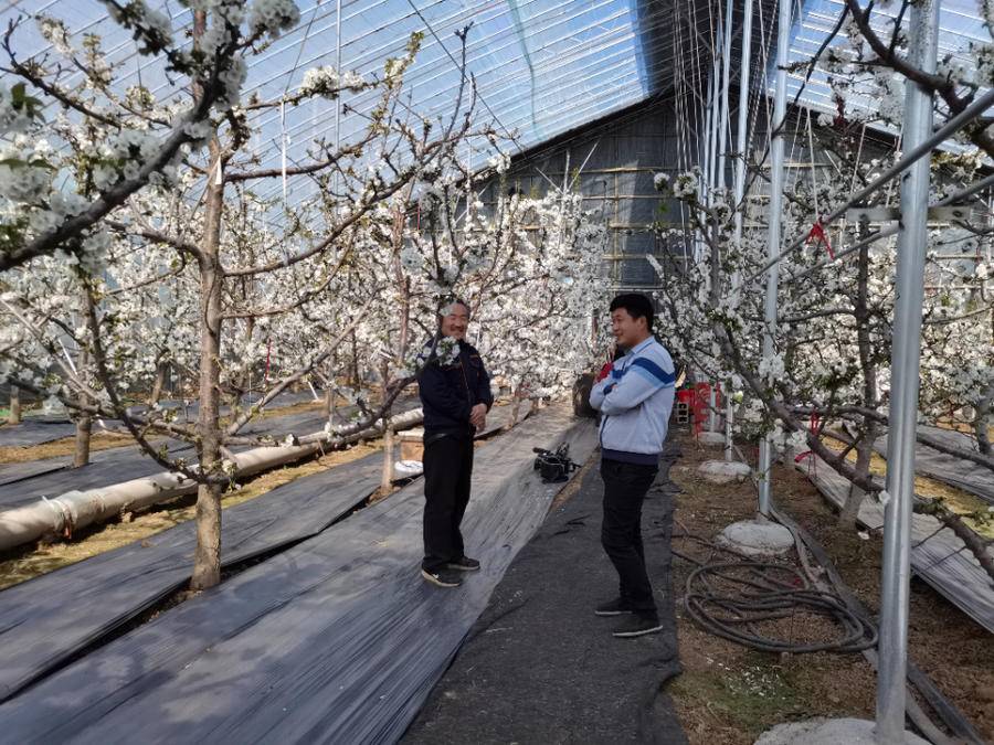 蜜蜂飛進大棚“打工”青州市以蜜蜂授粉助推現代農業產業綠色發展