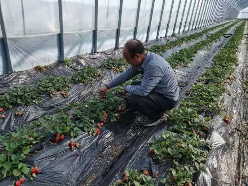 蜜蜂飛進大棚“打工”青州市以蜜蜂授粉助推現代農業產業綠色發展