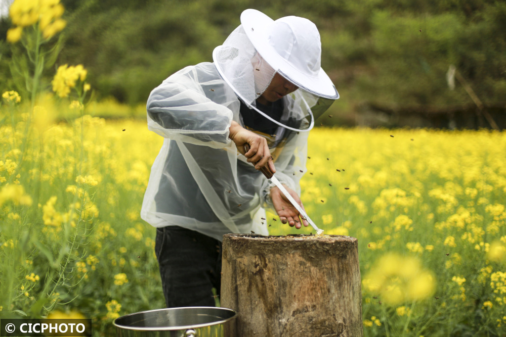 貴州黔西：春日收蜜