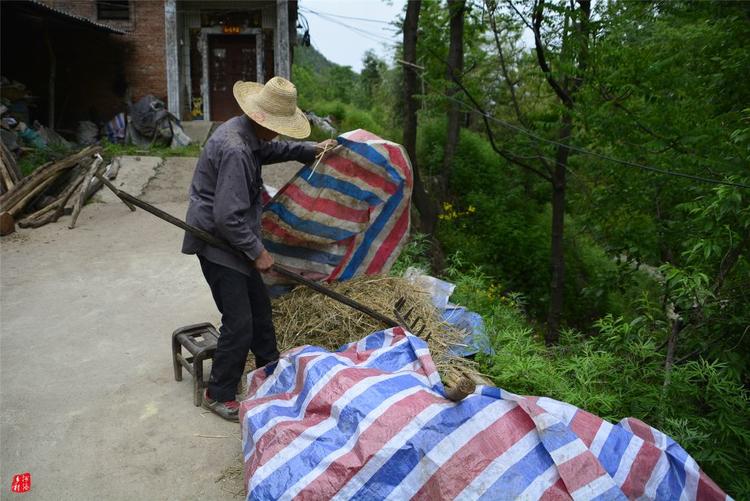 81歲老人養蜂半世紀，自創多種養蜂工具，怕蜜蜂丟失樹下睡3個月