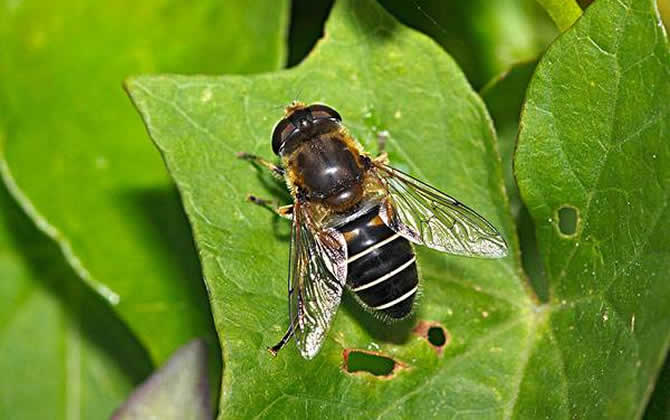 養蜂