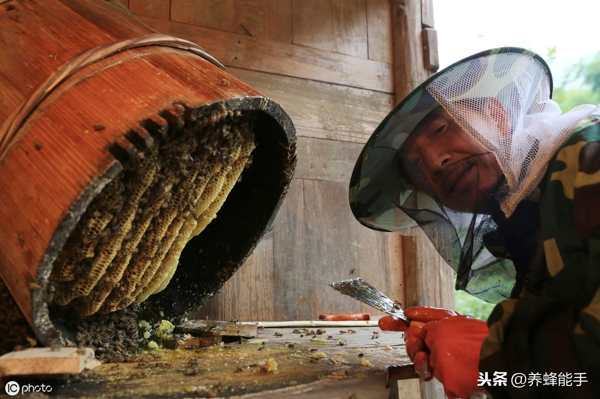 蜂群病害：蜜蜂真菌病白堊病的發(fā)病癥狀以及防治方法介紹