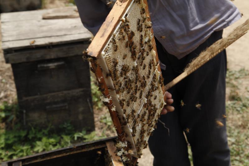 養蜂脫貧