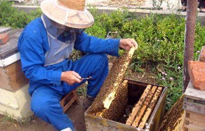 養蜂