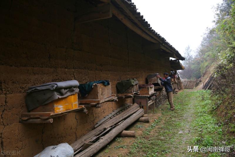 蜜蜂養(yǎng)殖并不難，學會控蜂、發(fā)展、取蜂蜜，學徒也能變師傅