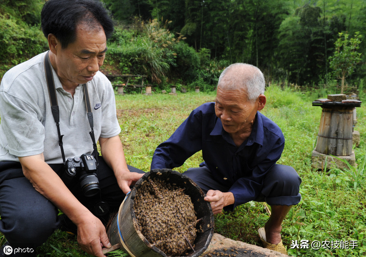 養殖蜜蜂時，選擇蜂種很關鍵，總結3種選用良種的原則介紹