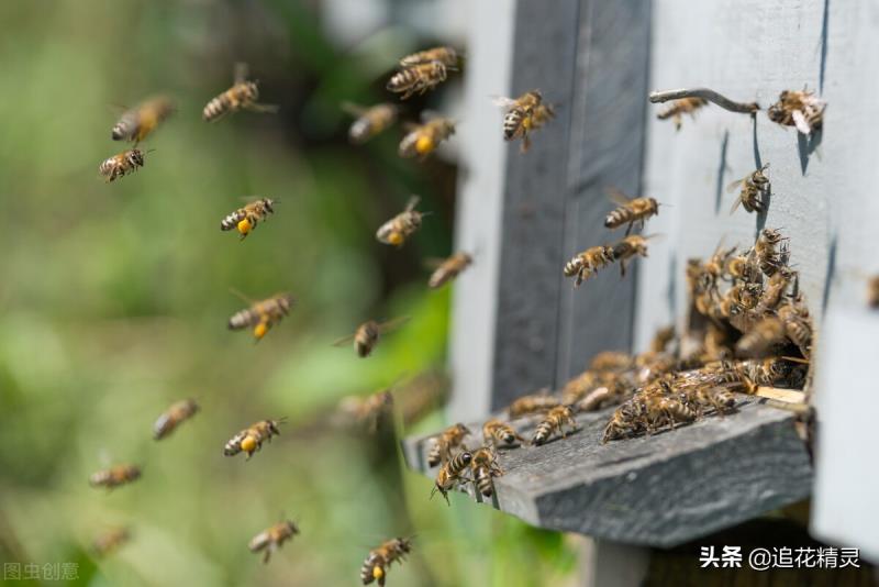 如果蜜蜂有思想，還會勤勞嗎？看工蜂勞動的動力，論養(yǎng)蜂人的是非