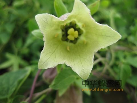 蜂蜜 黨參蜜 蜂蜜作用與功效 黨參蜜成分 黨參蜜產(chǎn)區(qū)