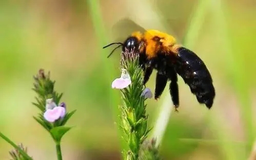 藍胸木蜂