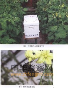 熊蜂 熊蜂屬性 熊蜂特征 熊蜂特性 熊蜂經(jīng)濟(jì)價(jià)值 熊蜂分布