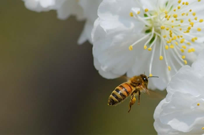 蕭山漿蜂