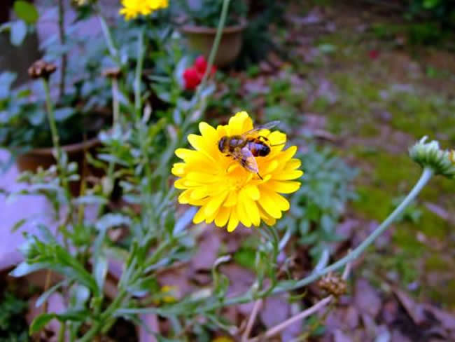 蕭山漿蜂