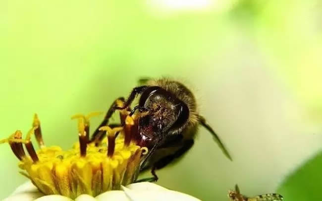 高加索蜜蜂