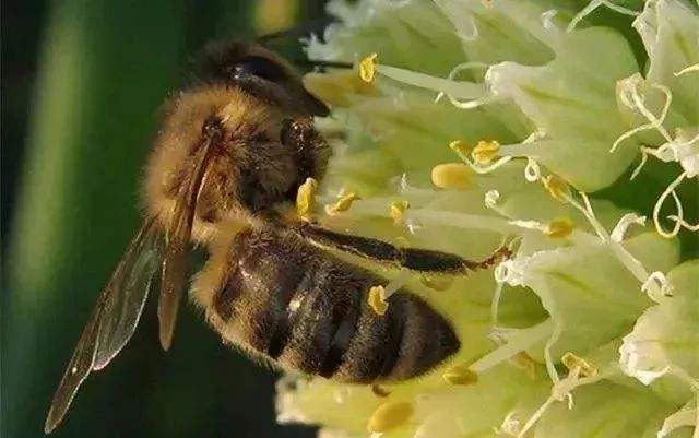 蜜蜂黑蜂病如何防治？