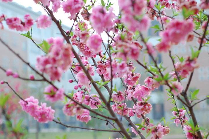 蜜蜂來家里是福還是禍?