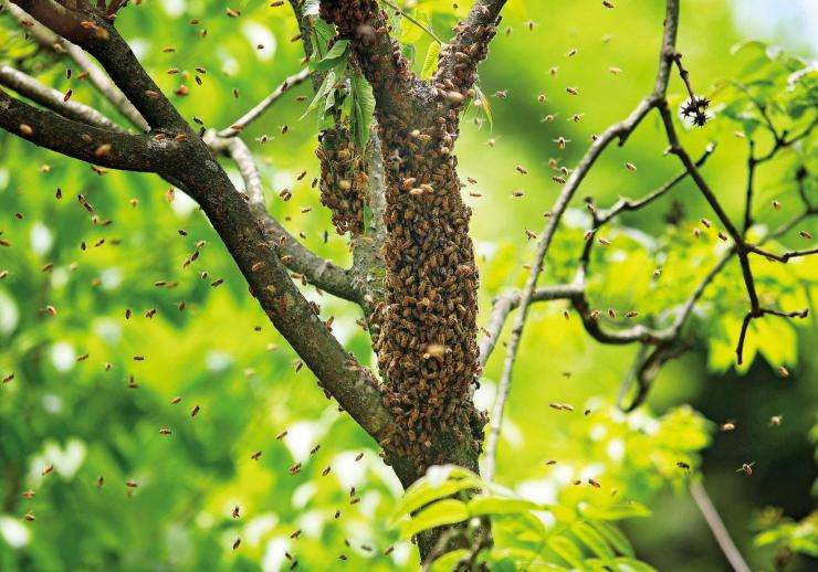 野蜜蜂怎么養它不會走？