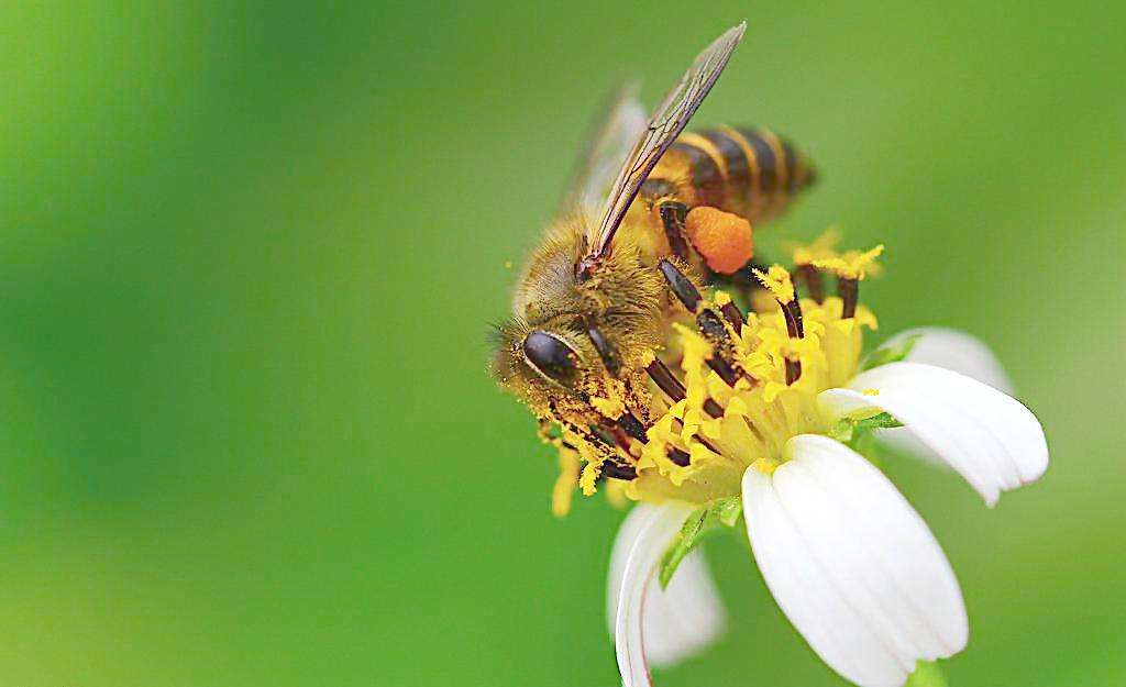 野蜜蜂怎么養它不會走？