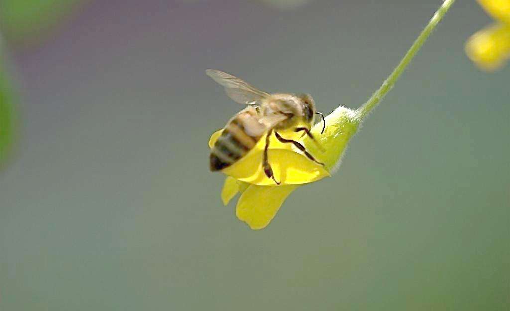 野蜜蜂怎么養它不會走？