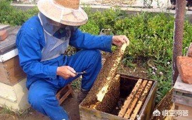 養蜂人是怎么養蜂的(如何才能學會養蜂?)