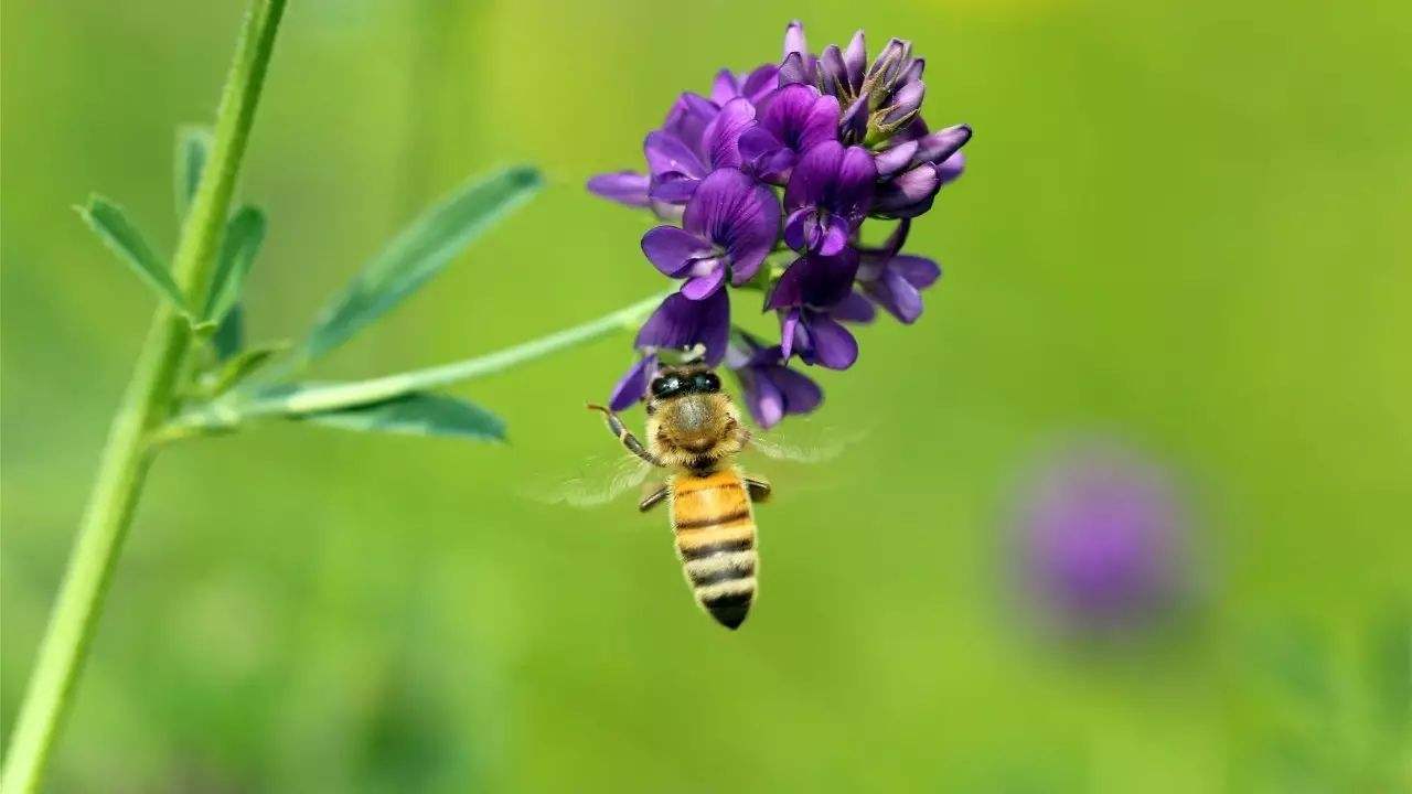 蜜蜂是益蟲還是害蟲？