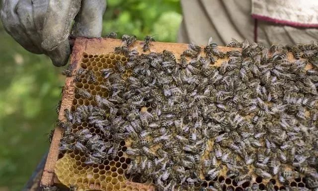 意蜂雙王群的操作方法（意蜂雙王群組建方法和管理技巧）