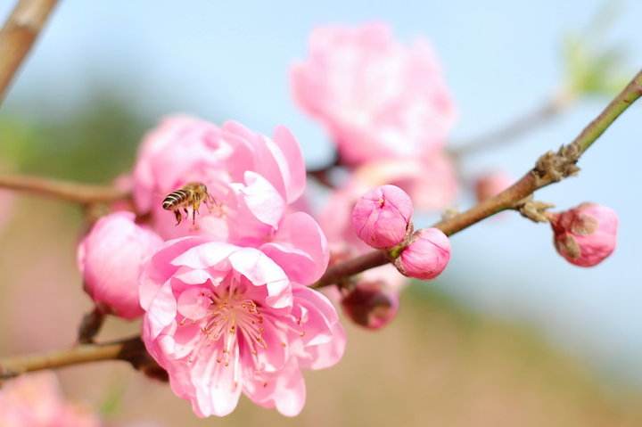 蜂巢能治療鼻炎嗎？