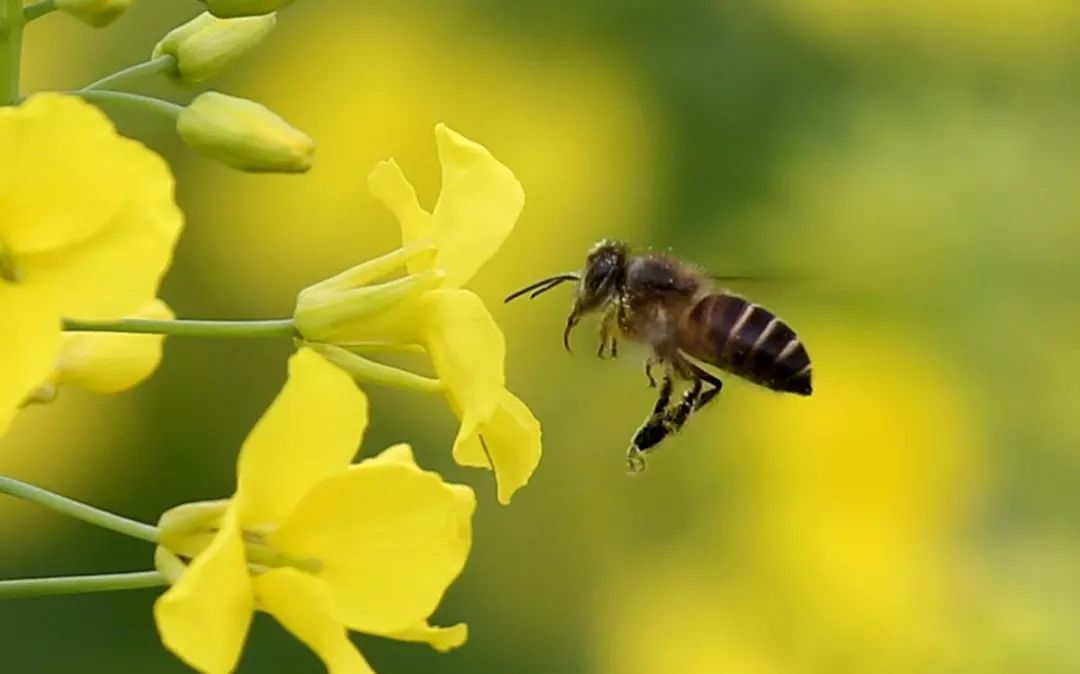 云貴高原中蜂生物學特征（云貴高原中蜂基本情況）