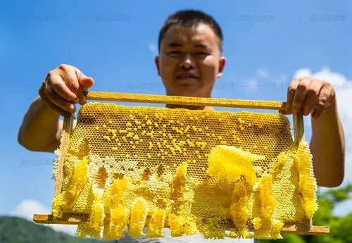 一個蜂巢里有多少工蜂（蜂巢有多少只蜜蜂）