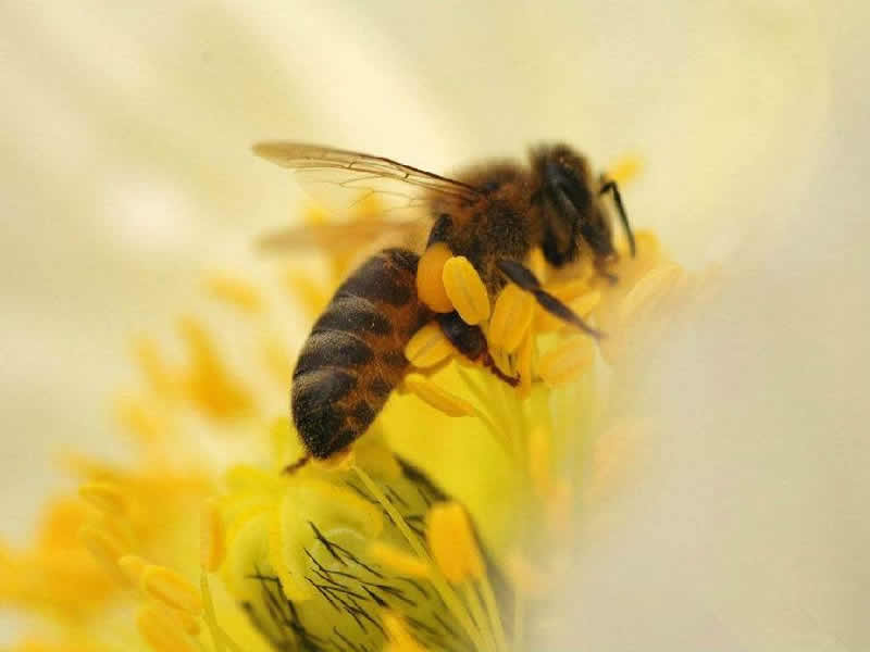 中華蜜蜂打架怎么控制呢？