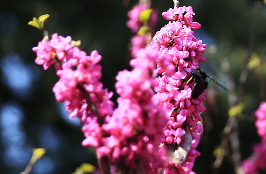 木蜂會產(chǎn)蜜嗎（木蜂有蜜嗎）