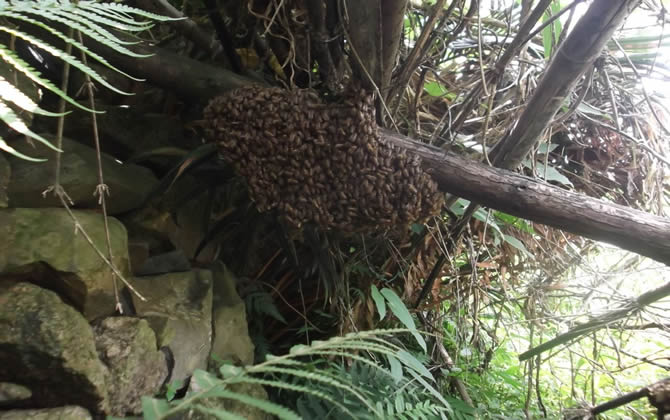 野生蜜蜂窩