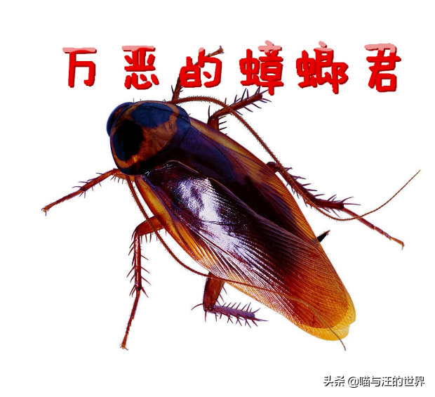 你還敢用腳踩、拖鞋拍打蟑螂？爆漿的后果，有點(diǎn)嚴(yán)重