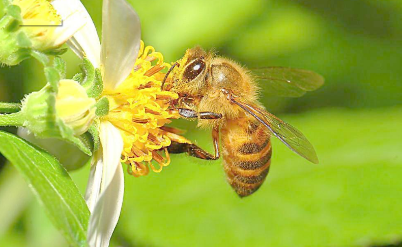 南方冬天蜜蜂管理（南方地區蜜蜂越冬）